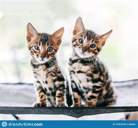 Two Young Bengal Cats Portrait Cute Kittens Stock Image