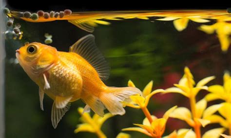 What Do Goldfish Eat Food Options Diet And Health Advice Pet Keen