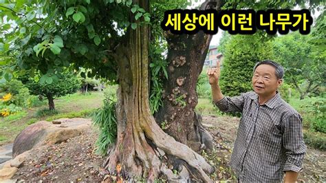 8년 째 거꾸로 자라는 나무를 만드는 방법 공개 youtube