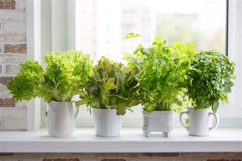 How To Create A Living Wall Herb Garden Inside Your Home Food
