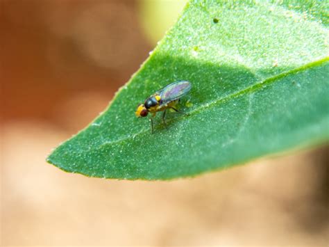 free images fly pepper miner plague green pest invertebrate macro photography leaf