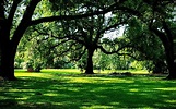 NEW ORLEANS CITY PARK - All You Need to Know BEFORE You Go