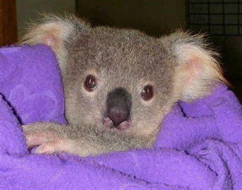 Baby Koala Baby Koala Koala Bear Cute Baby Animals