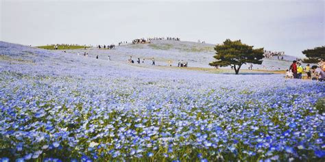 45 Million Blue Nemophila Flowers Bloom Each Spring At Japans Hitachi