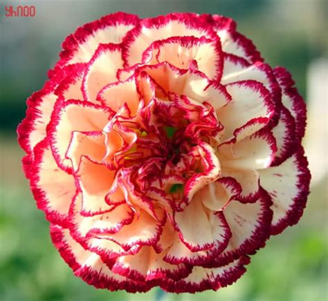 Fantastis 30 Gambar Bunga Anyelir Hd Gambar Bunga Indah