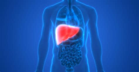 10 Causes Of Elevated Liver Enzymes Facty Health