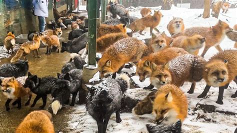 More Than 100 Foxes Live In A Free Range Fox Village Japan｜zao Fox