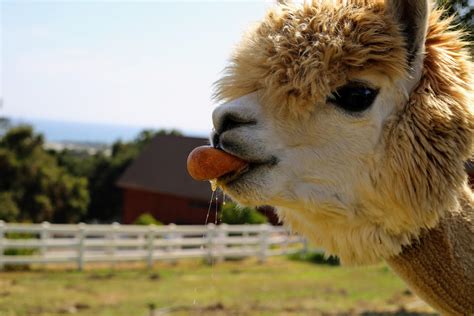 This Smiling Alpaca Eating An Orange Looks Blissfully Happy Express