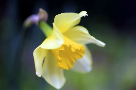 Narcissus Macro Flower Yellow Spring Nature Bokeh Wallpapers Hd