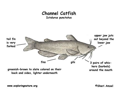 Catfish Anatomy Diagram