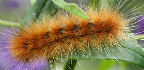 Hairy Brown Caterpillar Spilosoma Virginica Bugguidenet