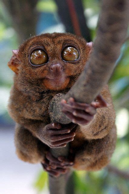 With its big eyes, those have sharp vision ability. The unique animals of the Philippines | Culture | Phillife.co