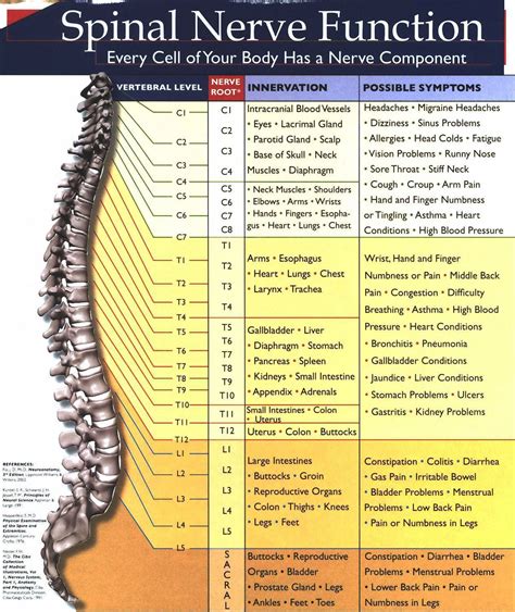 Spinal Nerve Chart AC