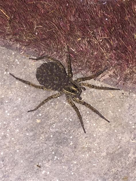 Texas Woman Finds Giant Wolf Spider Outside Her Home After Harvey