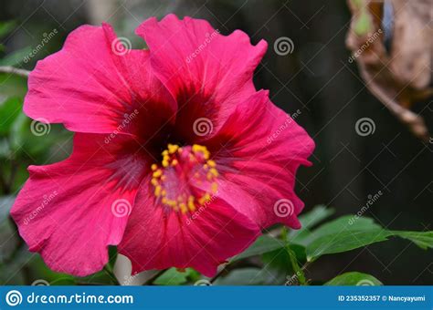 The Red Hibiscus Flower In The Middle Of The Forest Stock Image Image