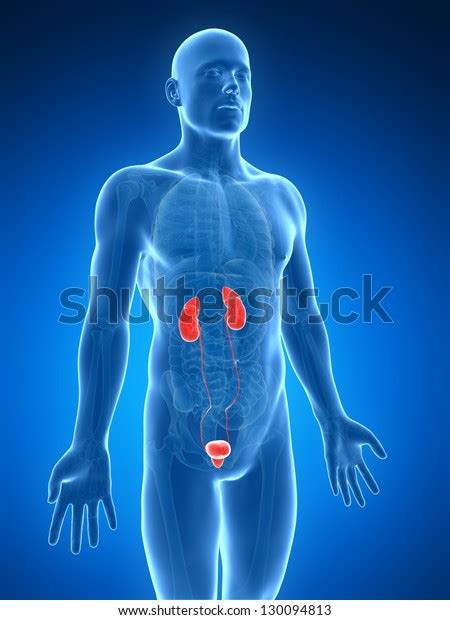 3d Rendered Illustration Urinary System Stock Illustration 130094813 Shutterstock