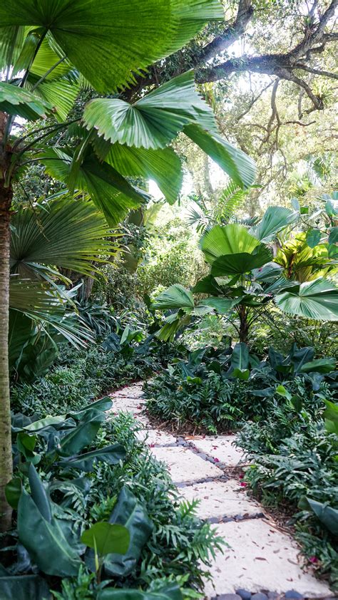 Jungle Oasis Garden — Plant Creations