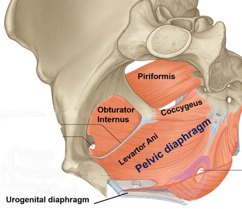 Muscles Of True Pelvis And Pelvic Diaphragm Anatomy Qa