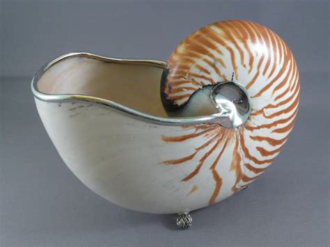 7 To 8 Inch Nautilus Shell With Sterling Silver Trim And Etsy