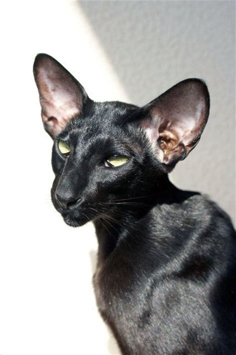 1000 Images About Oriental Shorthairs Peterbalds Bat