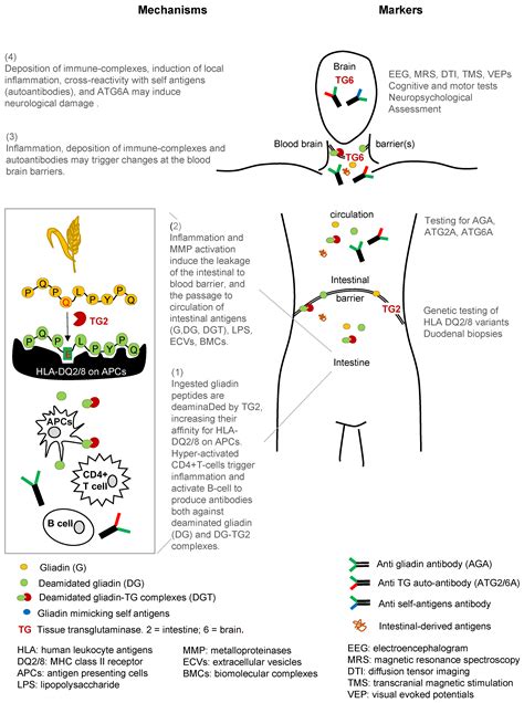 Ijms Free Full Text Celiac Disease And Neurological Manifestations