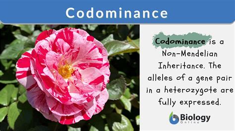 Codominance Biology Online Dictionary