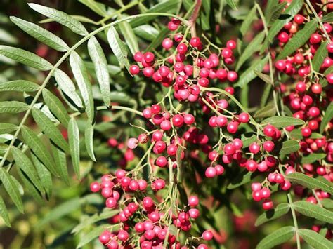 How To Grow A Peppercorn Plant Plant Instructions