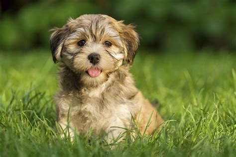 Havanese Dog Breed Information