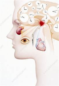 Artwork Of Hypothalamus And Human Biological Clock Stock