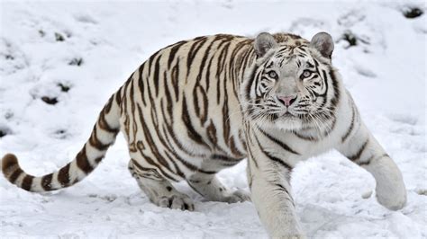 3840x2160 Tiger 4k Wallpaper Most Downloaded Snow Tiger White Tiger