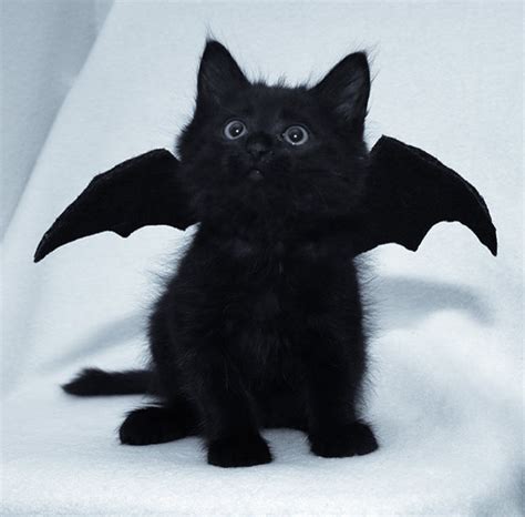 The Best 22 Aesthetic Cute Black Cat Pfp Aboutgettyspeak
