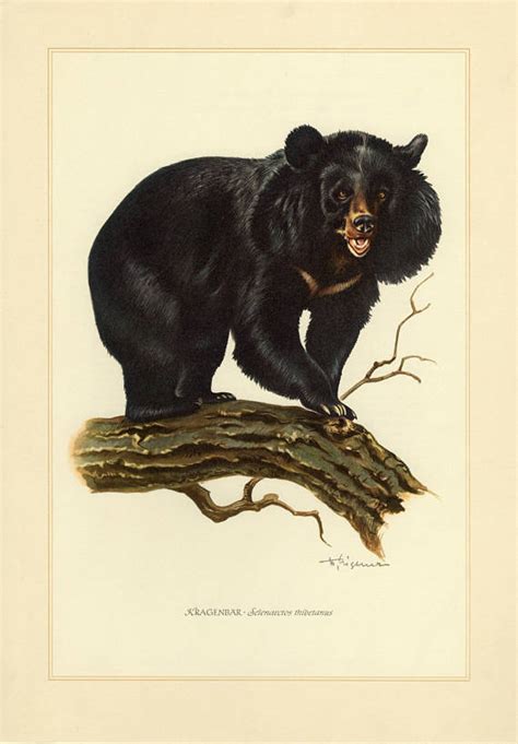 Asian Black Bear Vintage Lithograph From 1956 Etsy Asian Black Bear