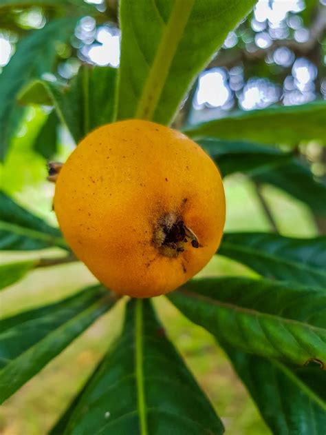 Loquat On Tree Ripe Yellow 1000x1333 Grow Great Fruit