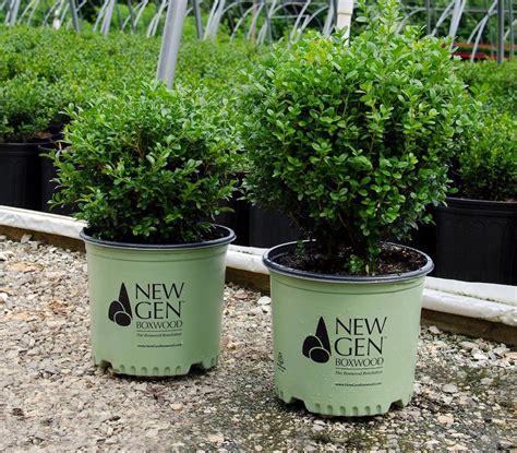 Newgen Freedom Boxwood Chelsea Garden Center