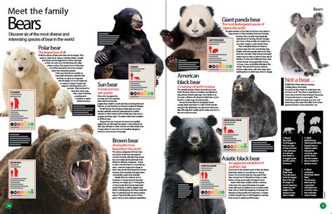 Bear Species Size Comparison Chart