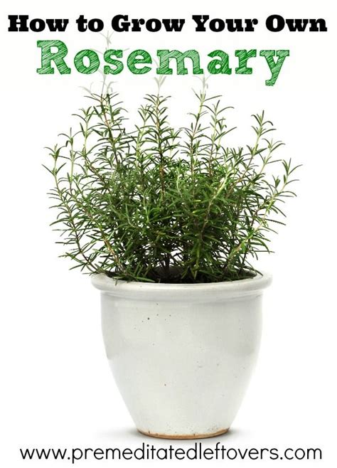 How To Grow Rosemary Growing Rosemary Growing Herbs Indoors