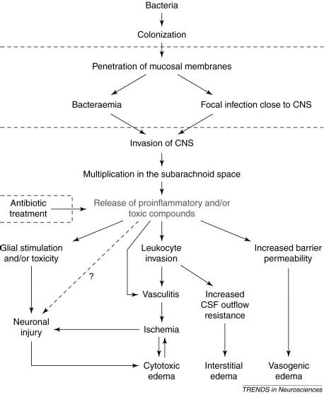 Neuronal Injury In Bacterial Meningitis Mechanisms And Implications