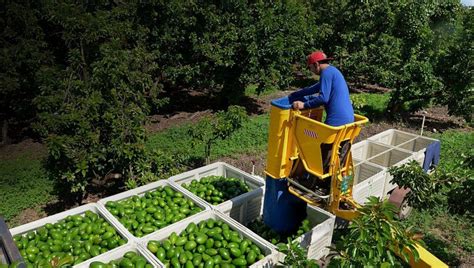 Avocados Climate & Geography | GreenFruit Avocados