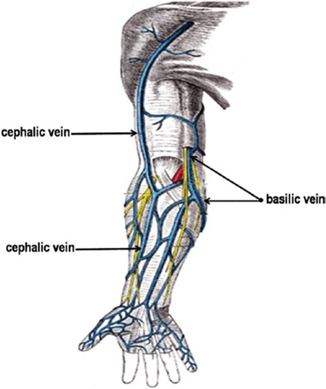 Sonography Of The Peripheral Veins Lange Review Ultrasonography