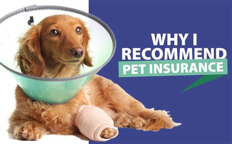 Why I Highly Recommend Pet Insurance Animal Hospital Of Roxbury