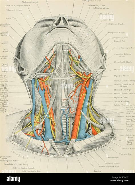 Common Facial Vein Hi Res Stock Photography And Images Alamy