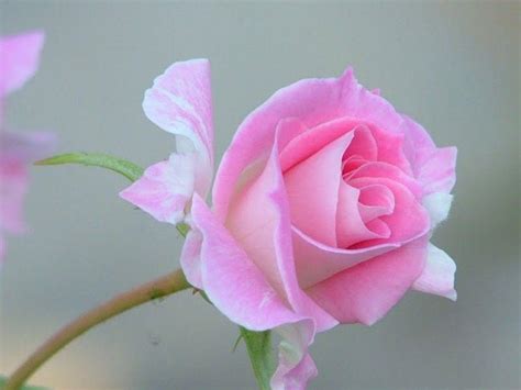 Rosa Bild Single Pink Rose Hd Wallpaper