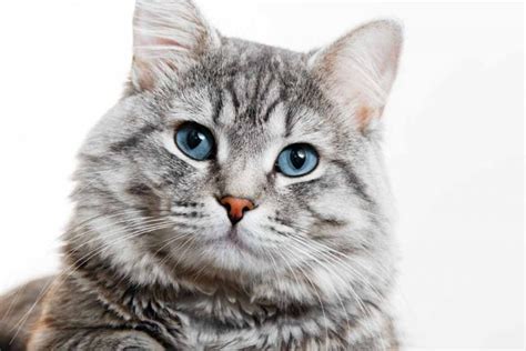 Cool Facts About Gray Tabby Cats Pet Friendly House