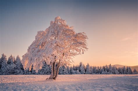 Winter Snow Trees Hd Nature 4k Wallpapers Images Backgrounds