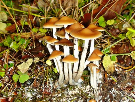 Learn How To Grow Magic Mushrooms And Plentiful Health Benefits