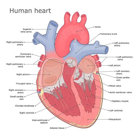 Heart Anatomy Medical Vector Illustration Stock Vector Illustration