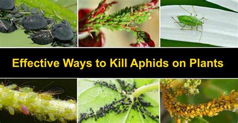 Aphids On Plants Effective Ways To Kill Aphids With Pictures