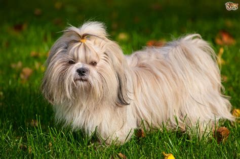 Shih Tzu Dog Breed Facts Highlights And Buying Advice