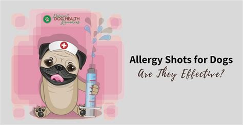 Allergy Shots For Dogs Effectiveness And Side Effects