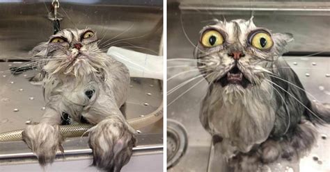 10 Hilarious Pictures Of Wet Cats Paws Planet World